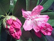 Pink Rhodadendron