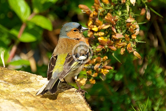 Male Common Chaffinch