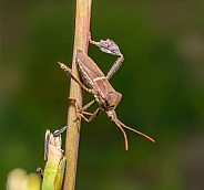 Leptoglossus phyllopus or Eastern leaf-footed bug Hanging on eastern gamagrass stalk