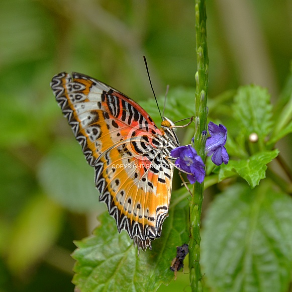 Butterfly - Leopard Lacewing