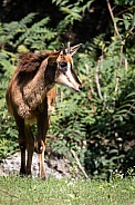 young sable antelope