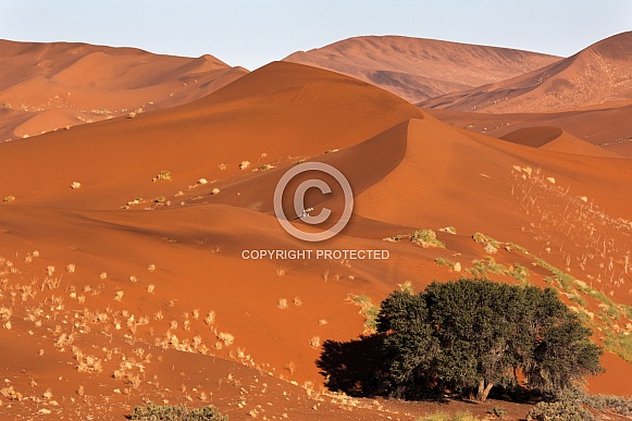Gemsbok - Namib Desert - Namibia