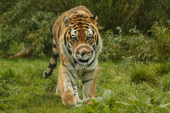 Amur Tiger Walking Towards The Camera