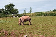 White rhino calf