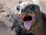 Aldabra giant tortoise (Geochelone gigantea)