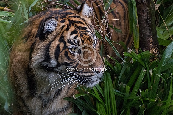 Sumatran Tiger(Panthera Tigris Sumatrae)