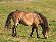 Exmoor Pony Grazing