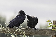 Common Raven Adult with a Juvenile in Alaska