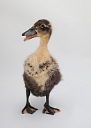 Anas platyrhynchos domesticus, domestic duck