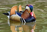 Beautiful male Mandarin duck swimming across a pond