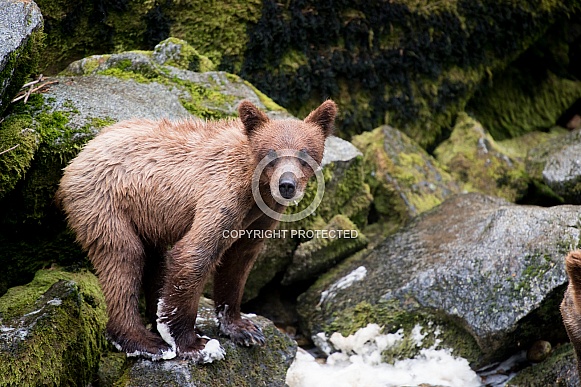 Wild Grizzly bear