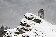 Snow Leopard-Top of the World Leopard