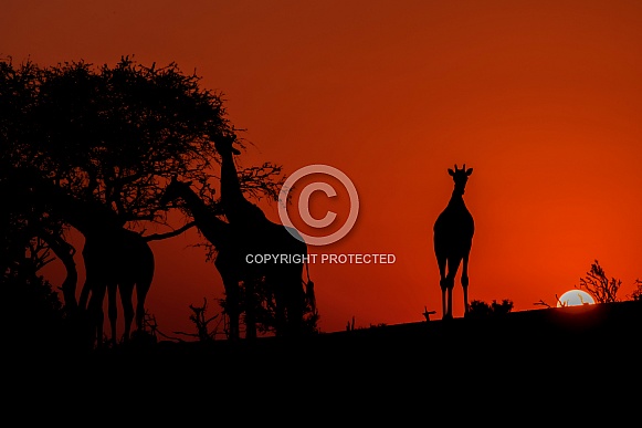 Four Giraffe Silhouettes at Sunset