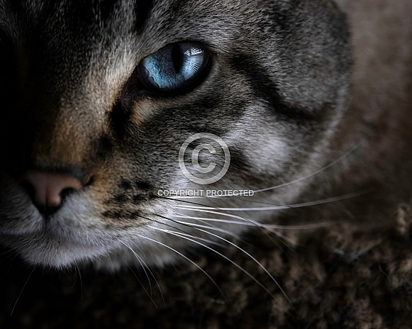 Bengal Cat-Steely Blue Stare