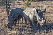 A Pair of Adult Rhinoceros in South Africa Savanna