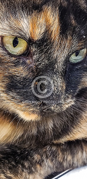 Domestic Longhair Torti Cat