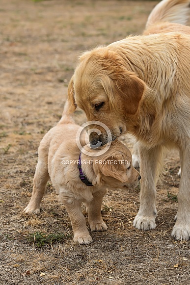 Golden retriever puppy and Mom
