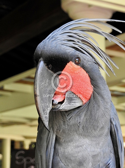 Palm cockatoo