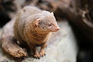 Common dwarf mongoose (Helogale parvula)