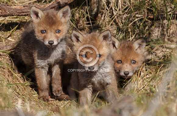 Red Fox Cubs
