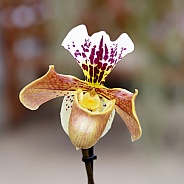 Venus slipper orchid