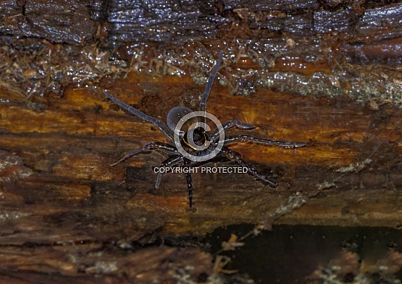 Wild non captive female adult six spotted fishing spider (Dolomedes triton)