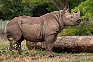 Young Black Rhino Side Profile Full Body