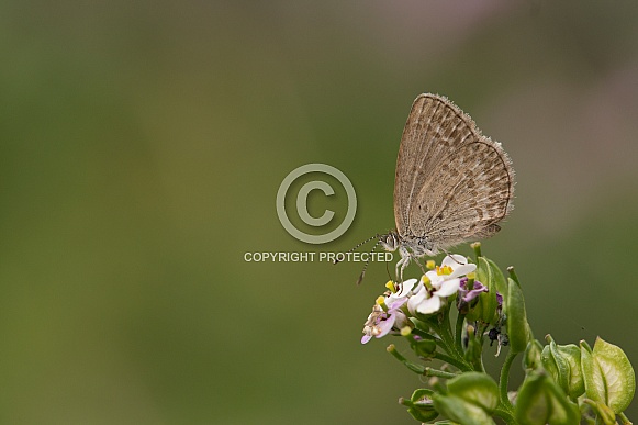 Common Grass Blue butterfly.