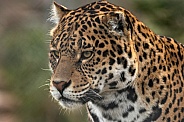 Jaguar Close Up Face Shot