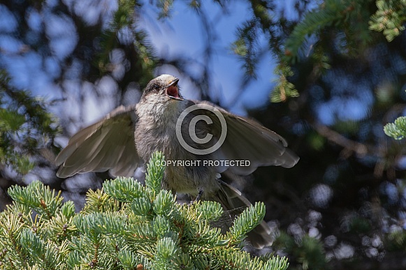 Gray Jay Squawking with Wings Spread