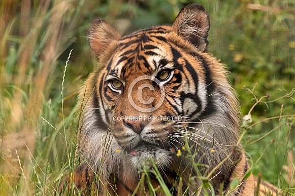 Sumatran Tiger Lying In Long Grass