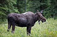 Moose in Alaska feeding on some grass