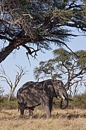 African Elephant - Camel Thorn Tree - Botswana