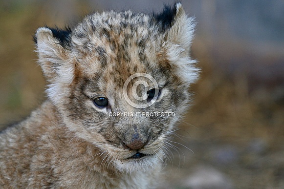 Lion cub (wild)