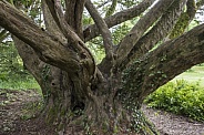 An ancient English Yew Tree