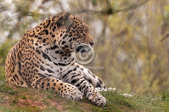 Jaguar Lying Down