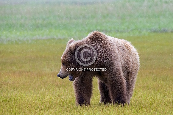 Alaska Peninsula Brown Bear in the Rain