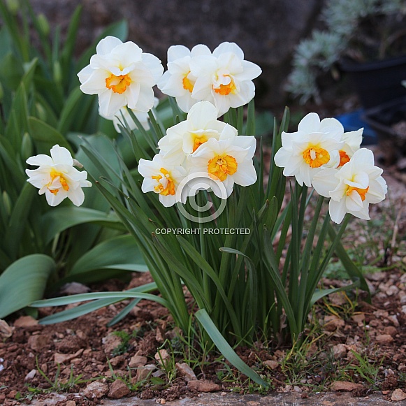 White Daffodils