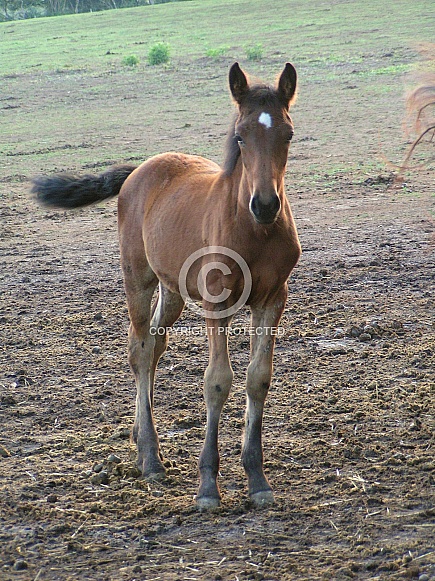Horse Foal