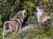 Pair of Grey Wolves Howling