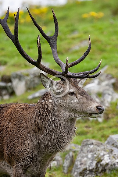 Red Deer Stag - Scottish Highlands
