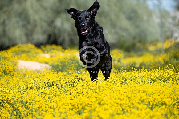 Black Labrador Retriever running through flowers