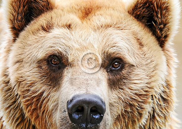 Brown Bear Close Up
