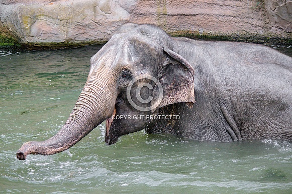 Asian Elephant bathing