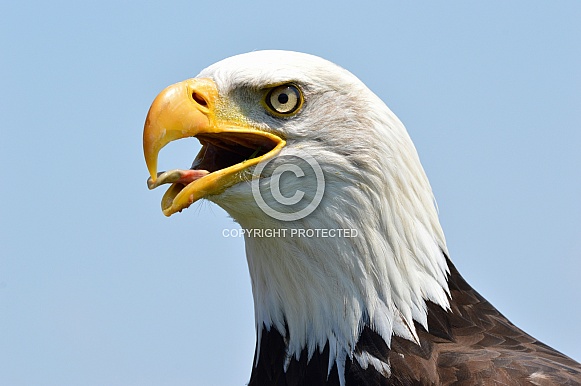 American sea eagle