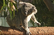 Koala walking