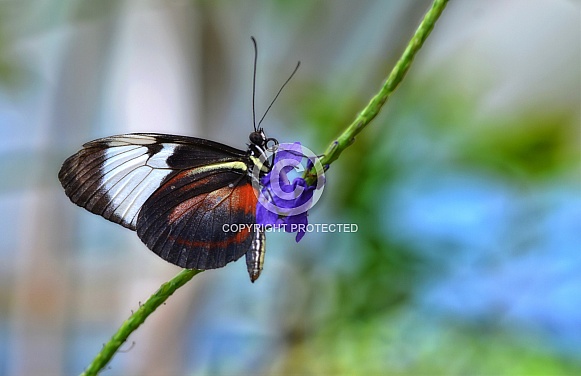 Butterfly - Cydno Longwing