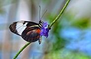 Butterfly - Cydno Longwing