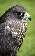 Black Gyr Peregrine Falcon