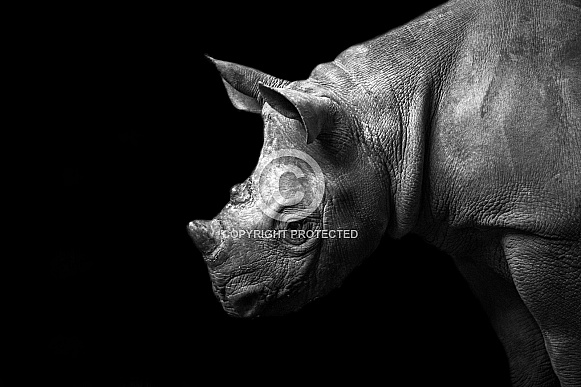 Black Rhino Calf in Black and White